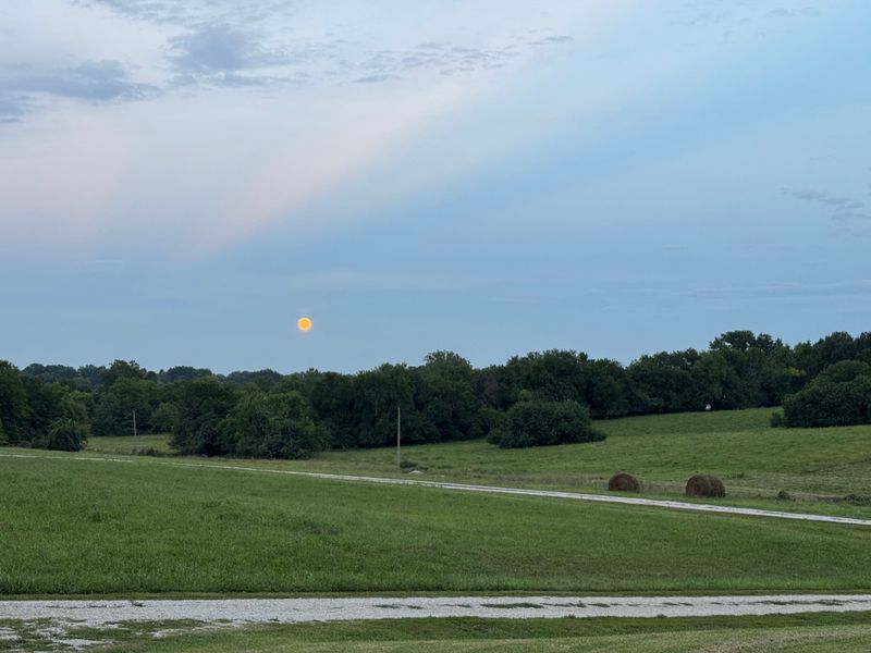 Looking across the field to the moon rising over the trees in the distance