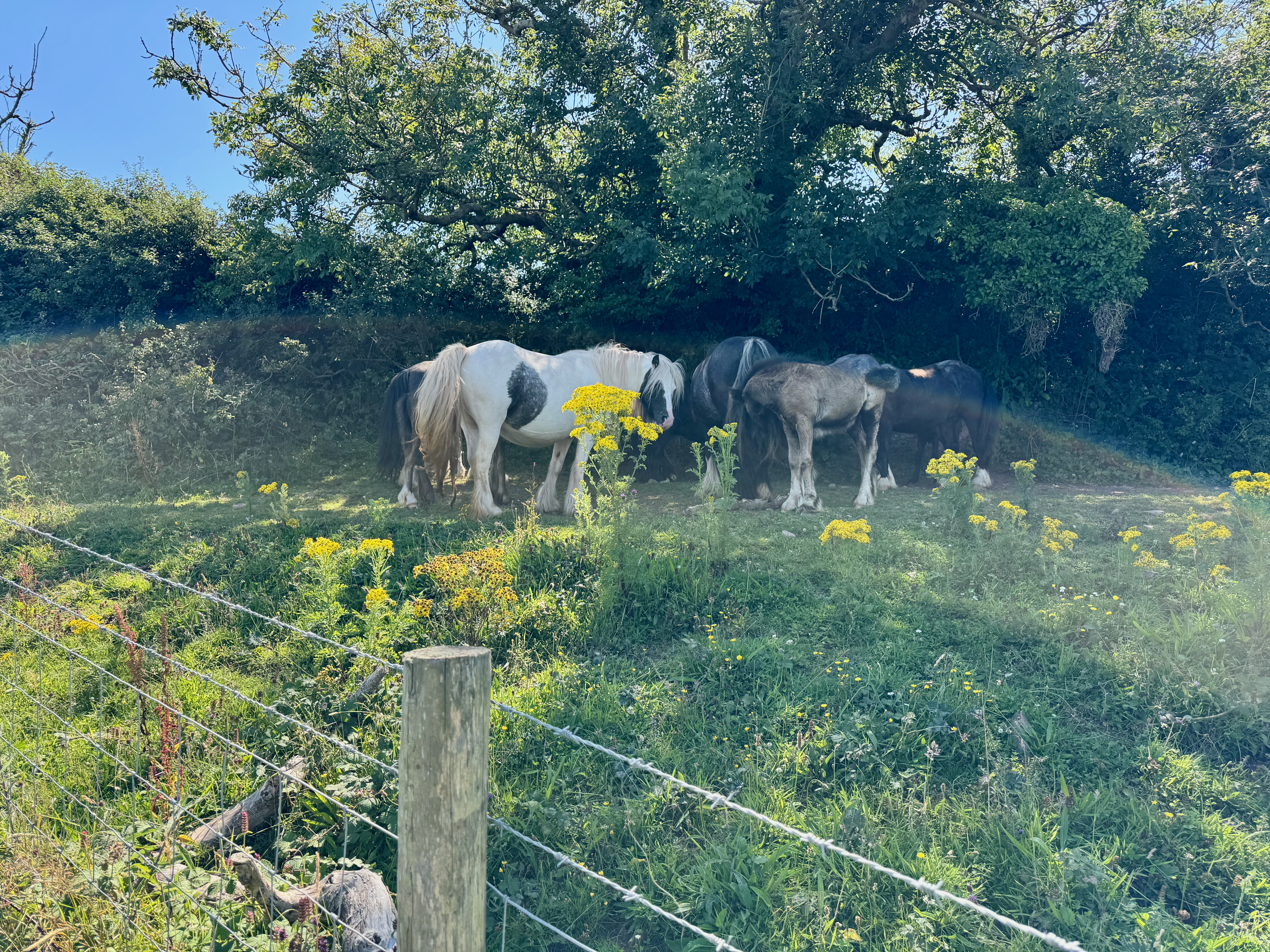 Horses in a field standing along the fence line all gathered under a tree for some shade.