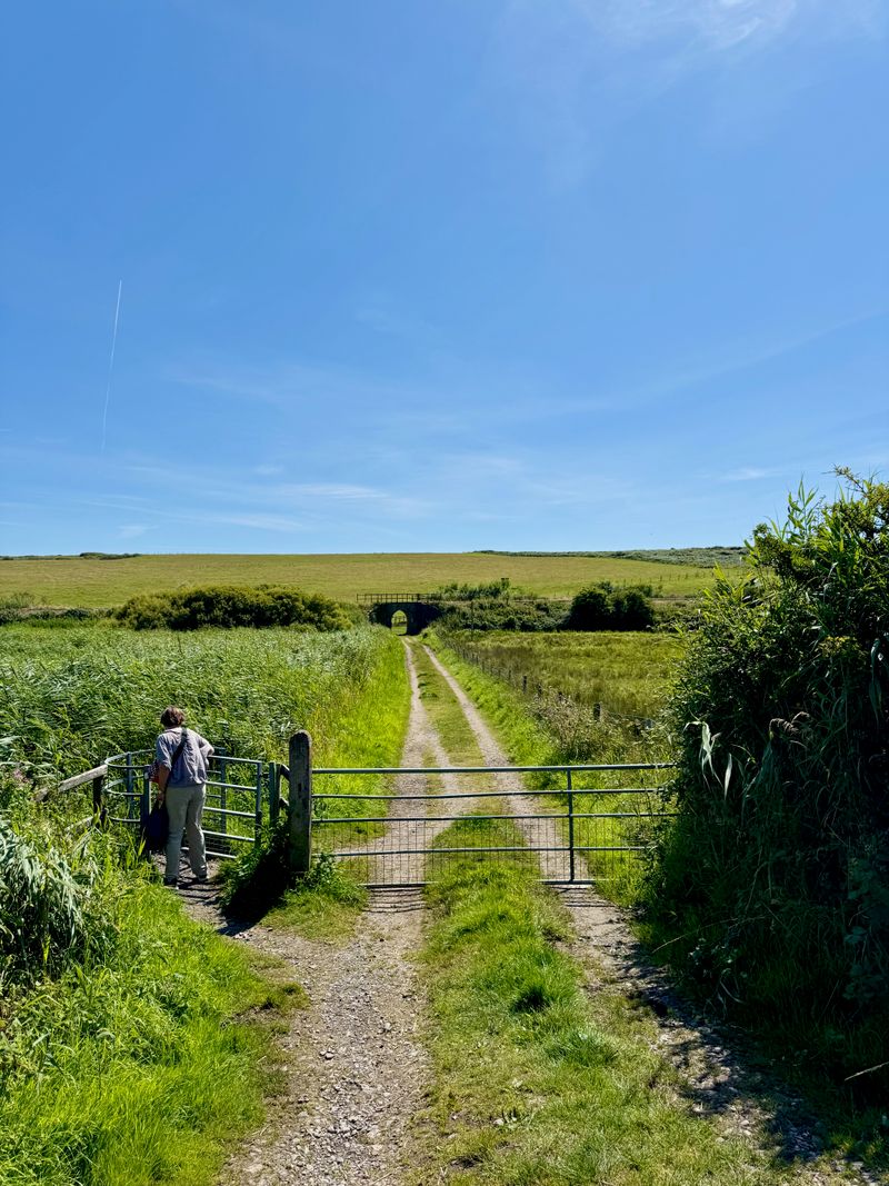 A farm road with a gate acrossed it leading off into a field