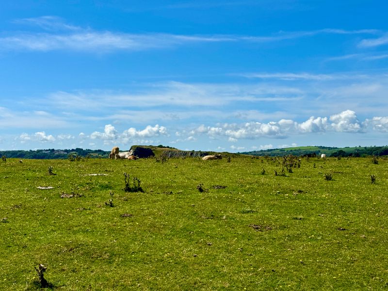 Cows laying in very short grass just relaxing